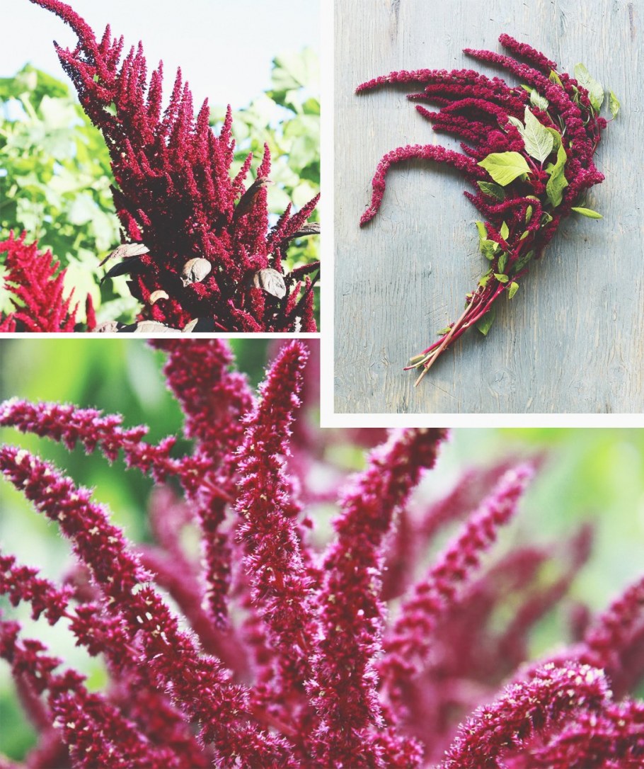 Амарант Королевский