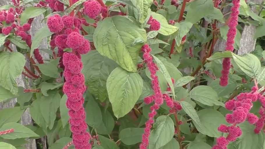 Щирица Багряная Amaranthus cruentus