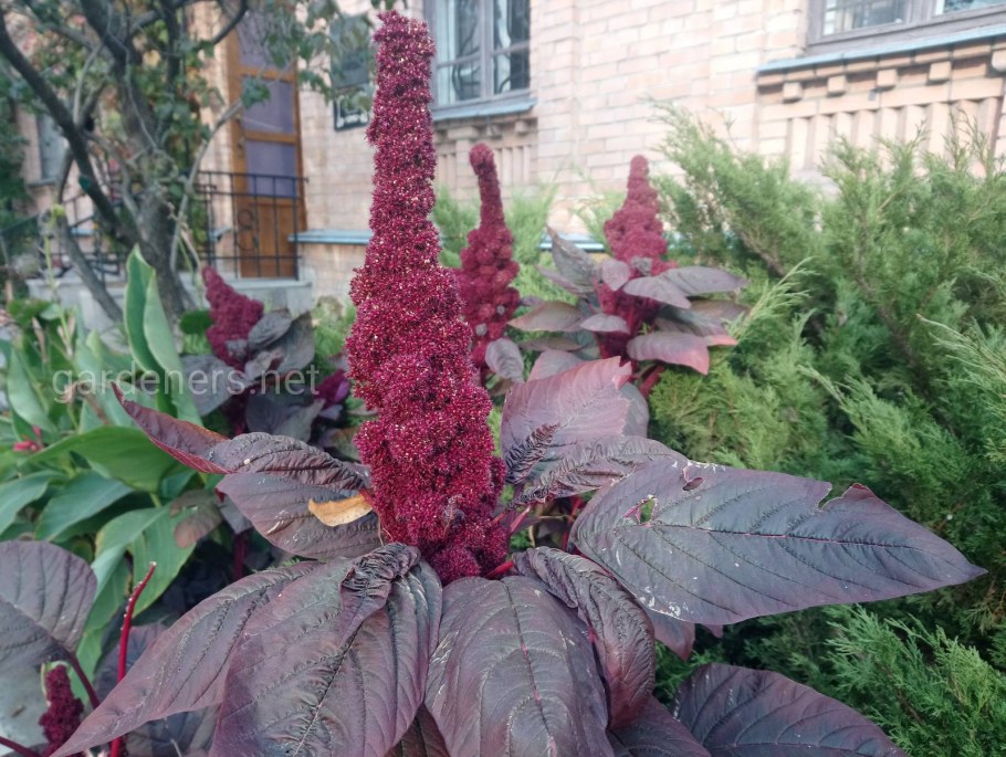 Hypochondriacus Амарант