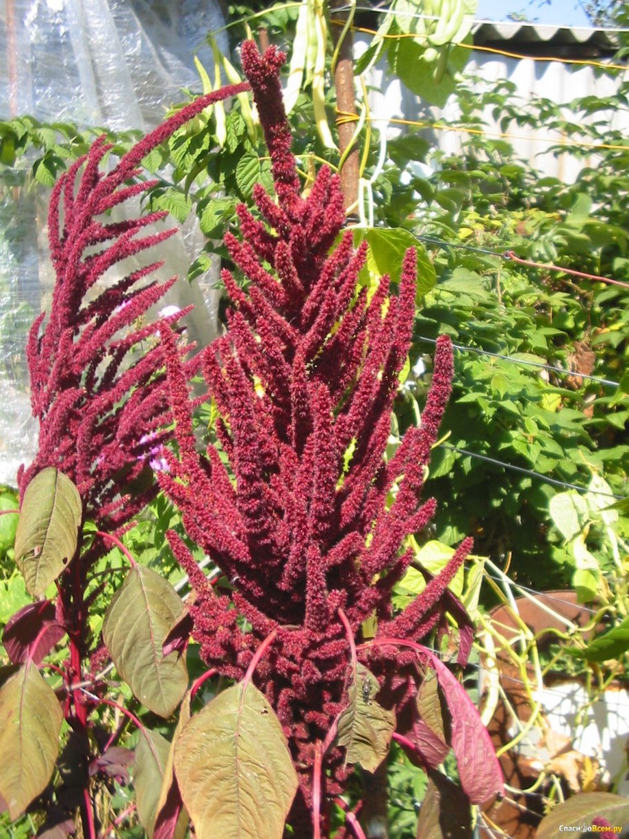 Амарант хвостатый