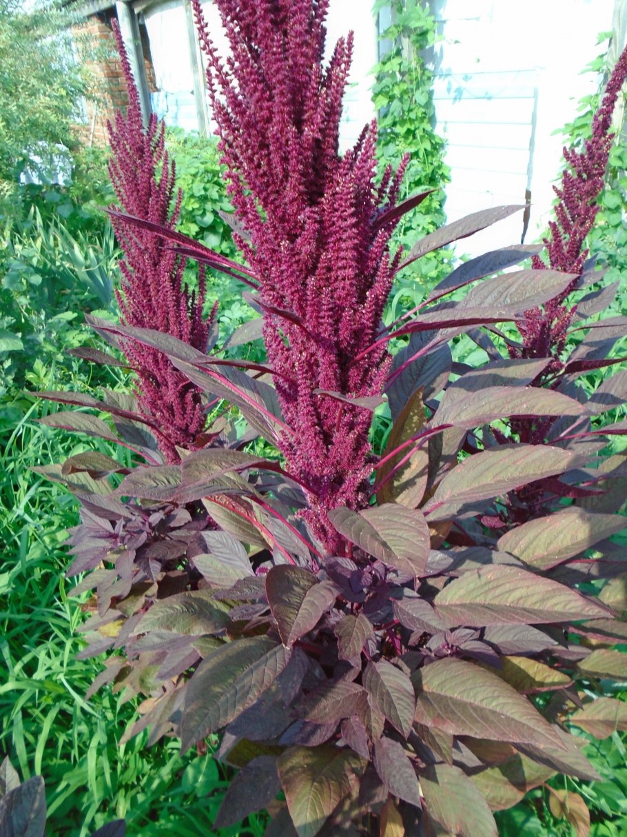 Амарант слив