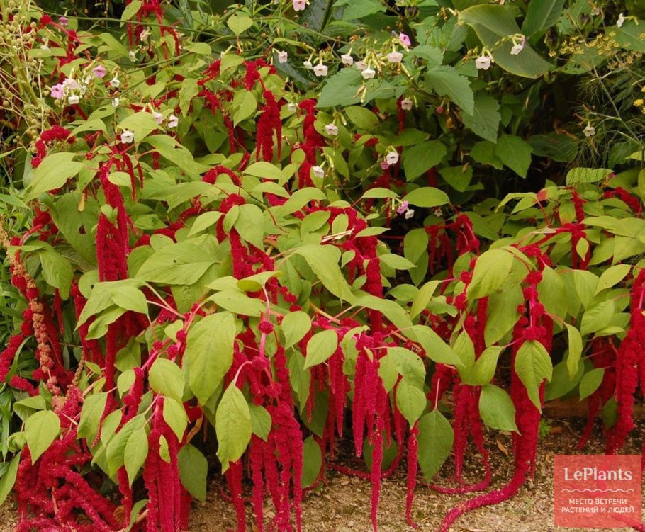 Амарант хвостатый красный