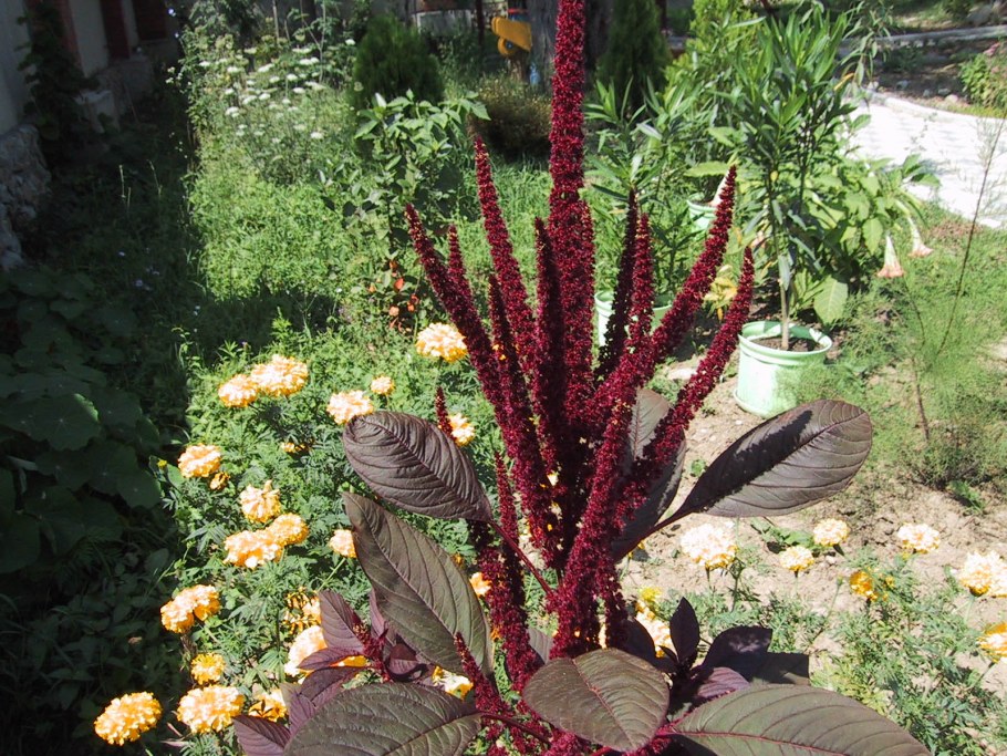 Amaranthus caudatus
