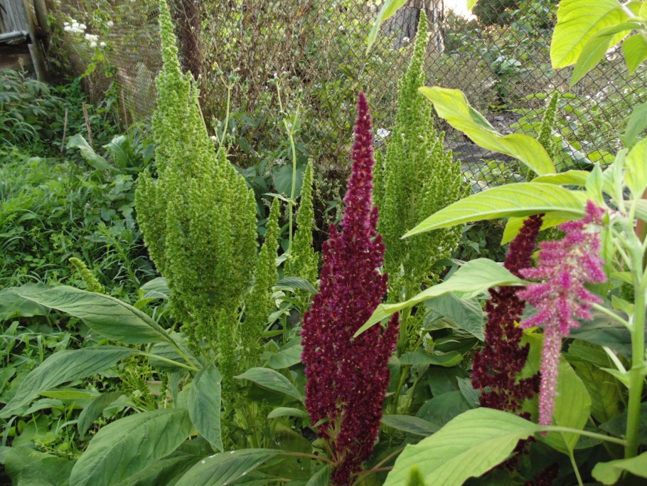 Амарант метельчатый “Oeschberg”