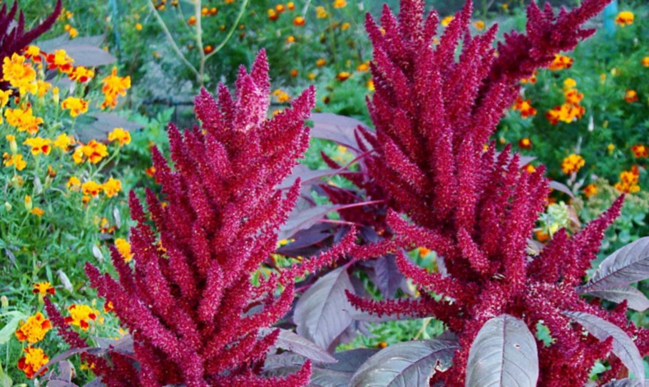 ЛДСП Амарант