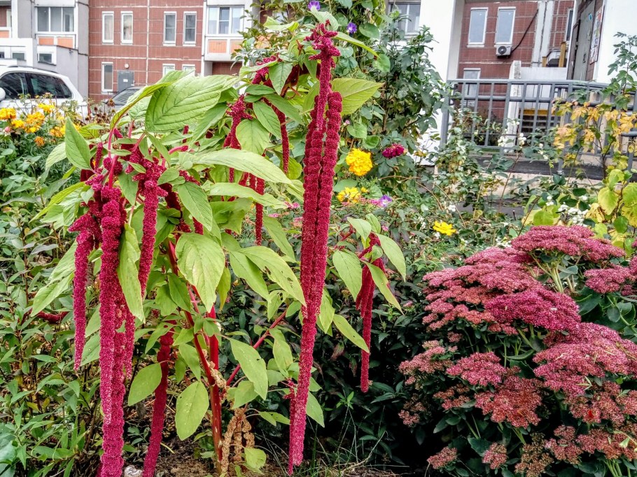 Амарант растение для еды