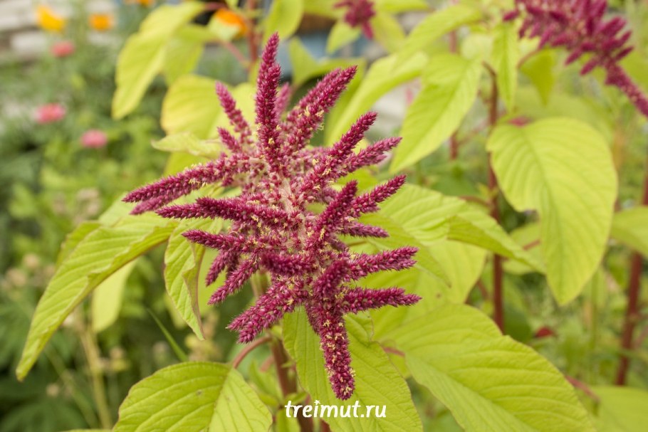 Амарант вишневый бархат