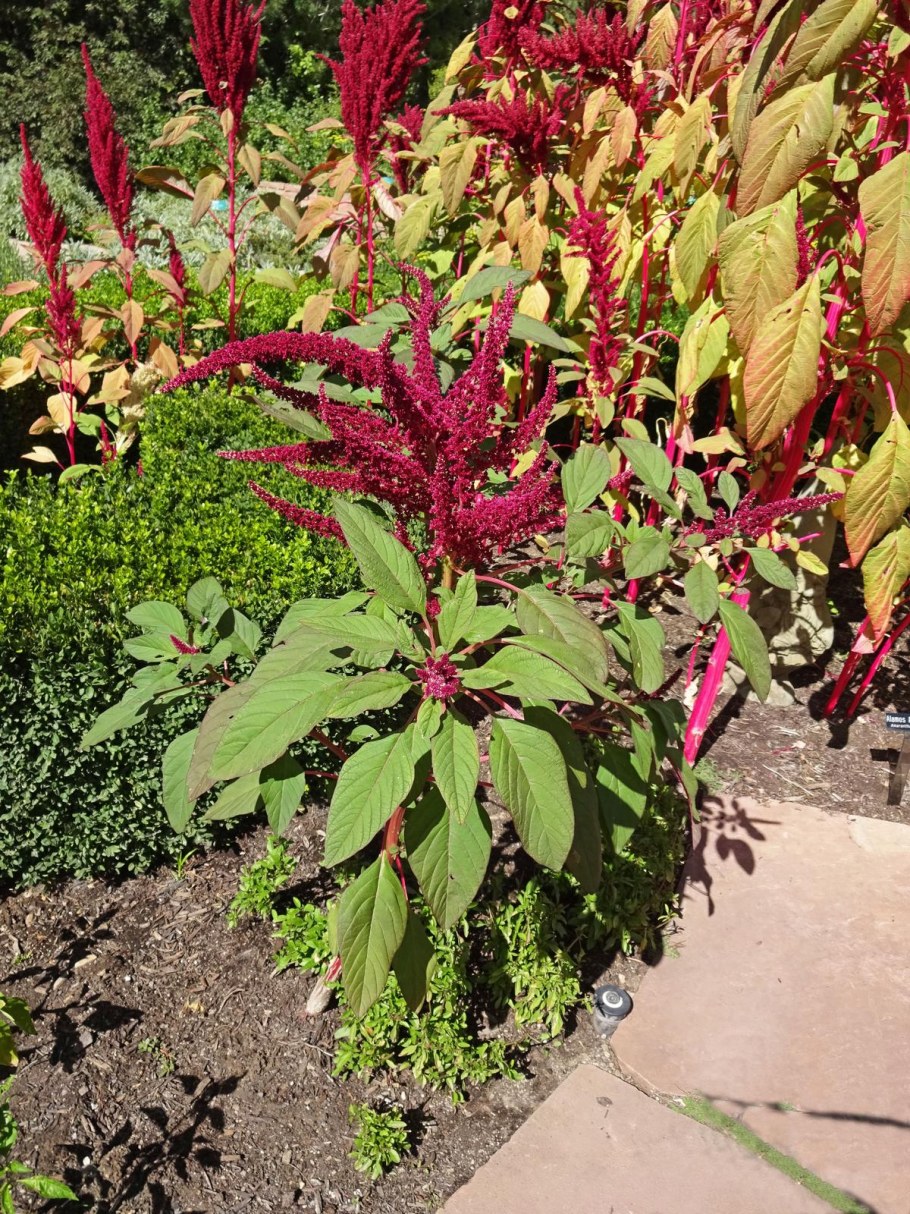 Амарант «Сойка»