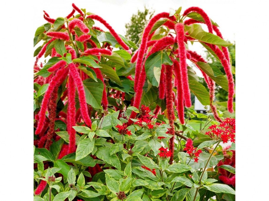 Амарант гостиница Санкт-Петербург