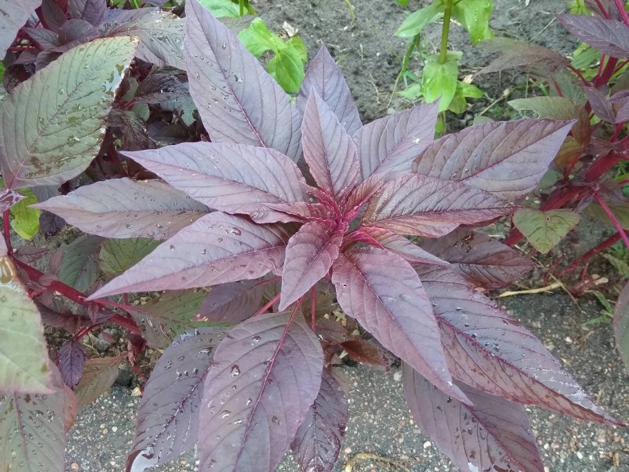 Аполлинария растение