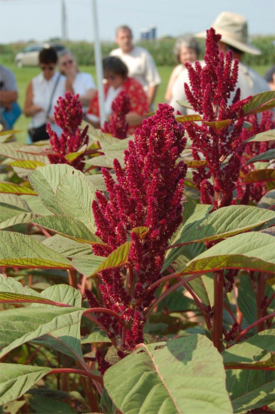 Амарант сорт универсал