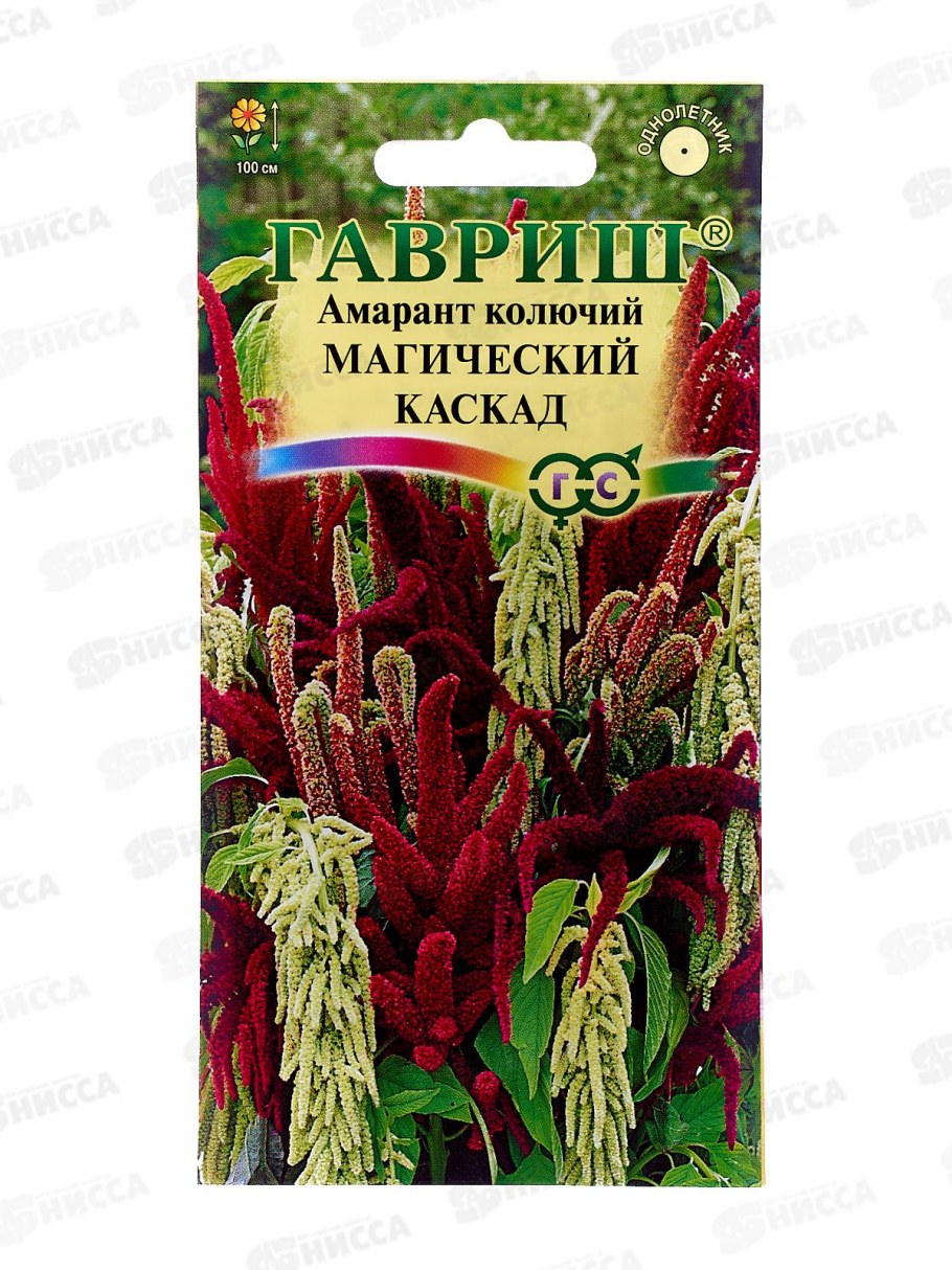 Амарант хвостатый щирица