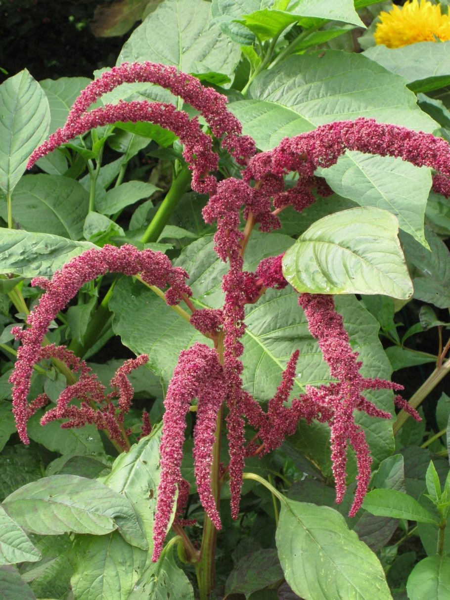Amaranthus cruentus Амарант