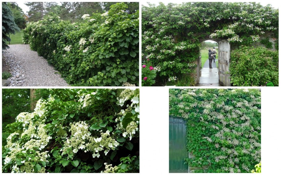 Цветущая Лиана кампсис