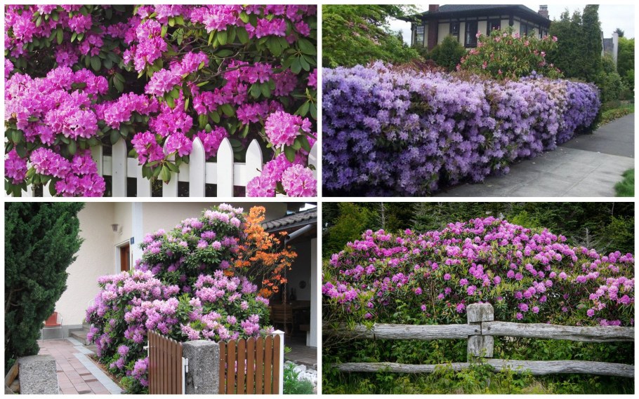 Живая изгородь (виноград + плющ) (Аэлита)