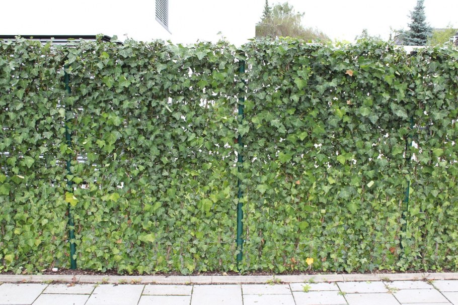 Девичий виноград (партеноциссус) - Лиана