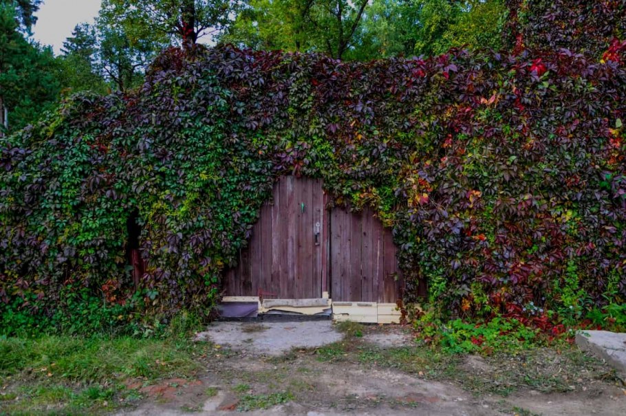 Кампсис Живая изгородь