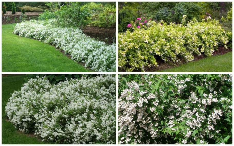 Живая изгородь (виноград + плющ) (Аэлита)