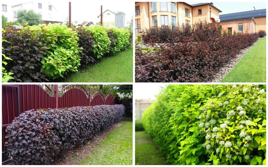 Виды туи фото и названия и описание внешности