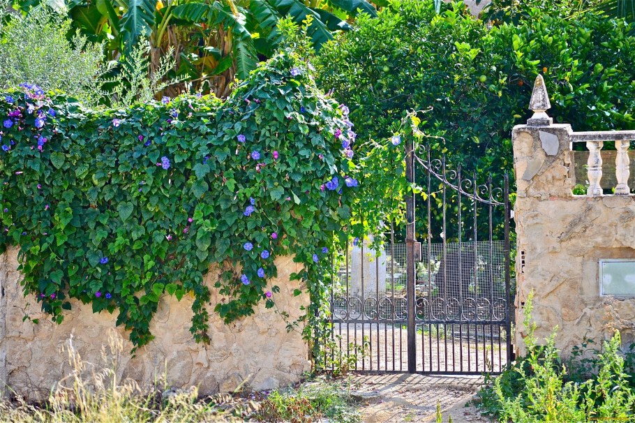 Плющ Хедера Хиберника