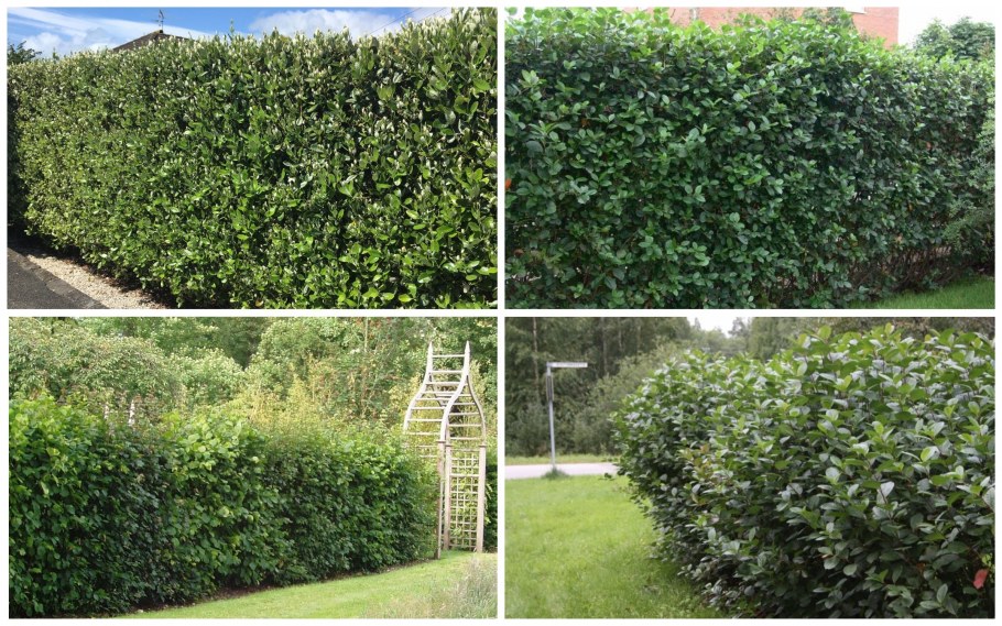 Девичий виноград Грефшейм