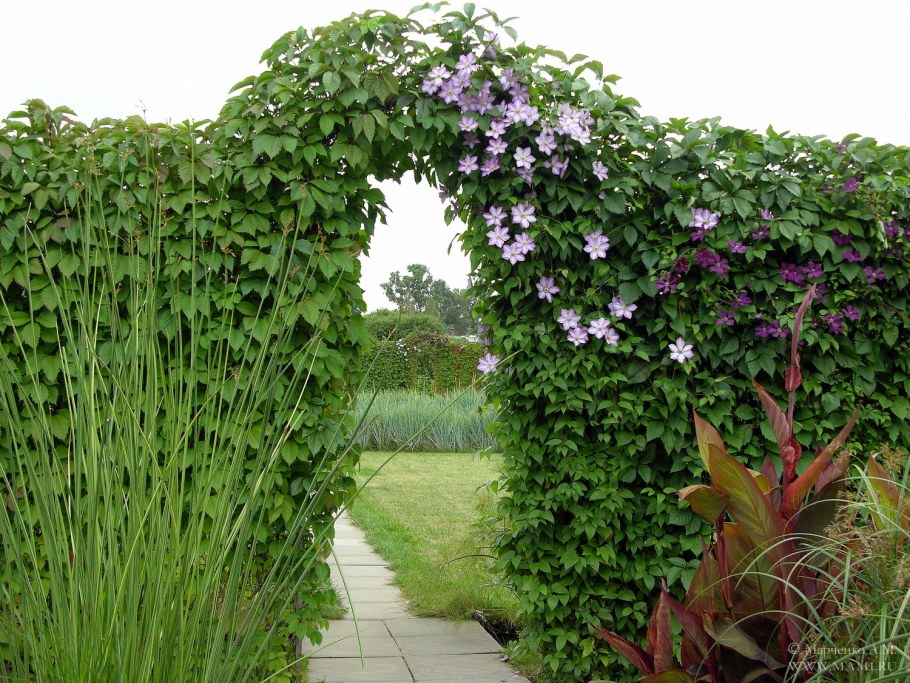 Клематис вьющийся многолетний