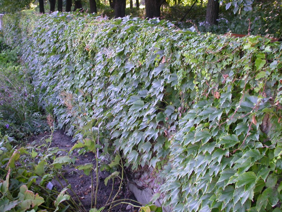 Древовидная Лиана кампсис