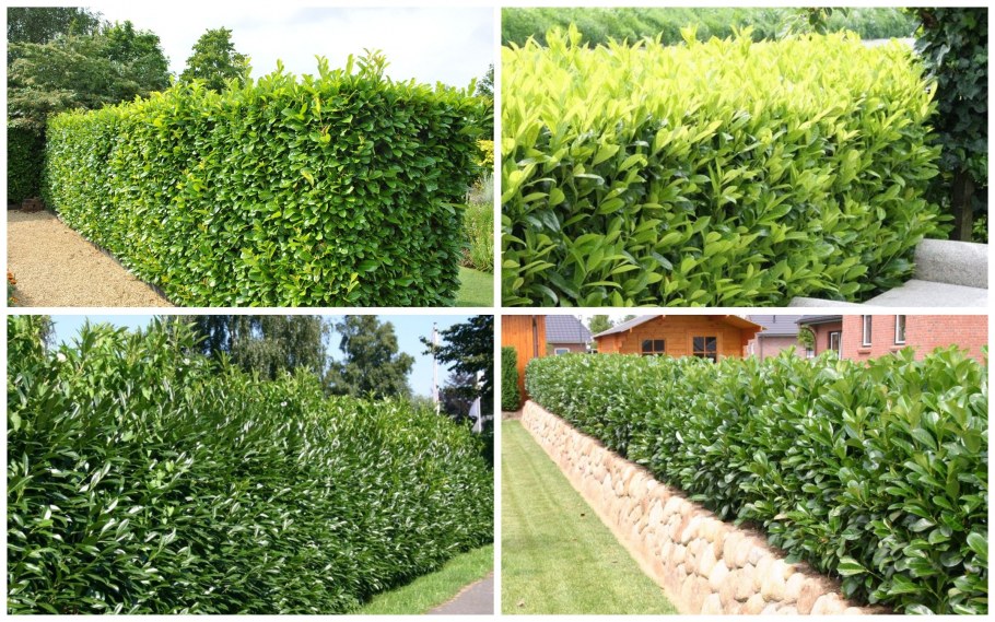 Девичий виноград триостренный Даймонд Маунтинс