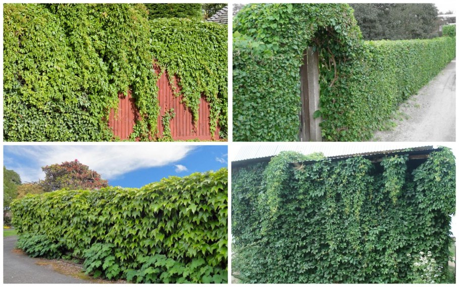 Девичий виноград пятилисточковый