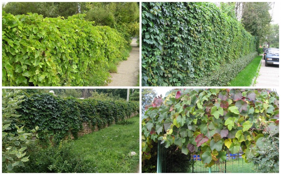 Жимолость каприфоль в ландшафтном дизайне фото вдоль забора