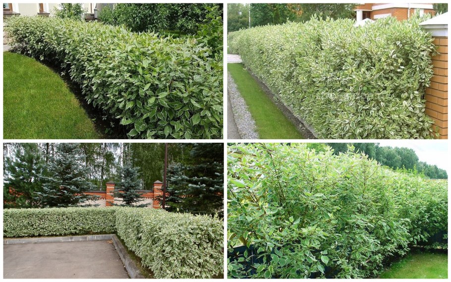 Плющ колхидский для живой изгороди