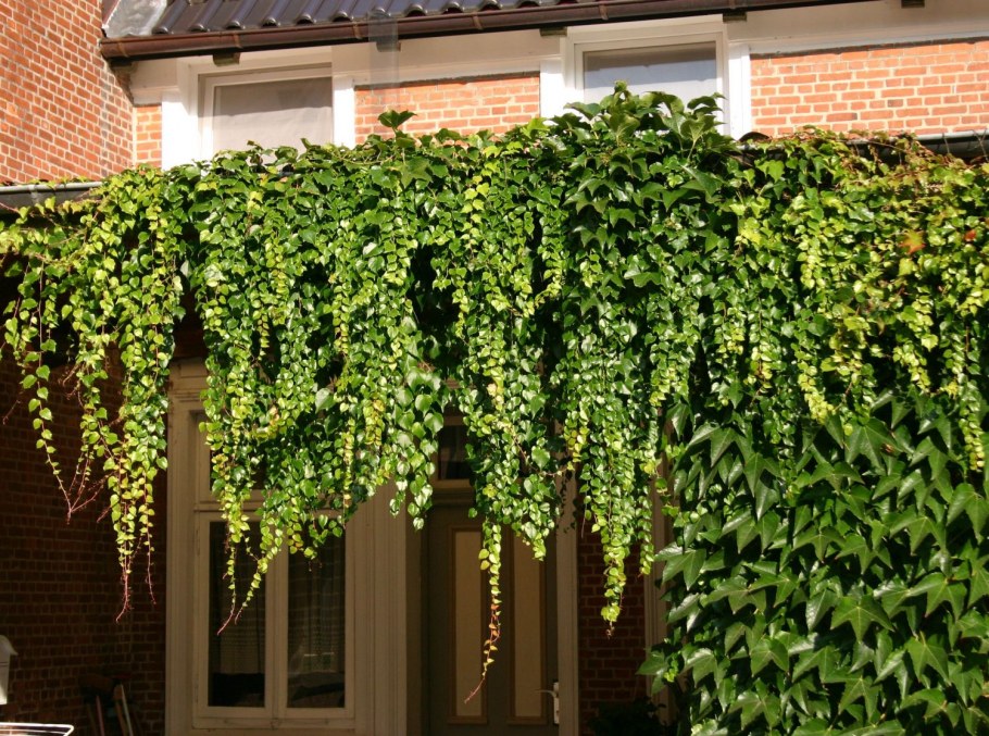 Черноплодная рябина Живая изгородь