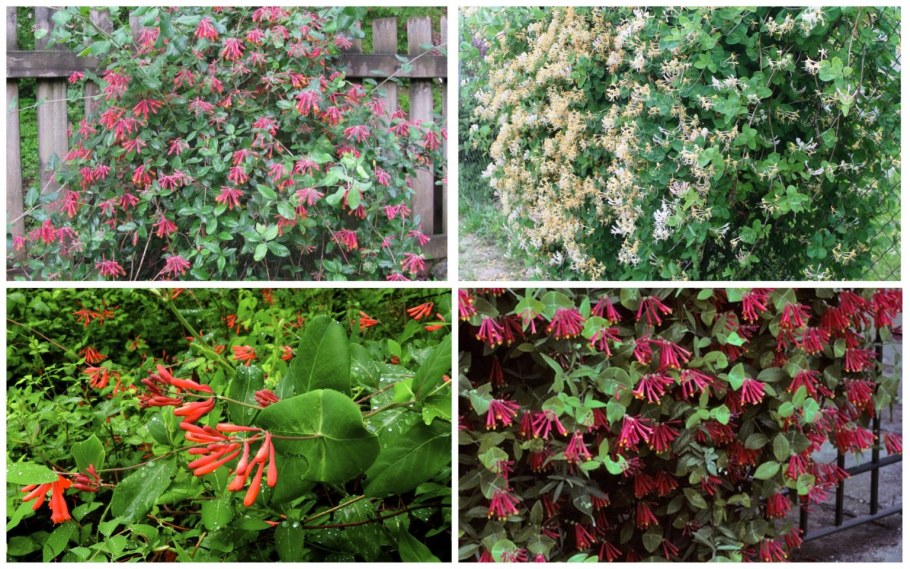 Клематис изгородь