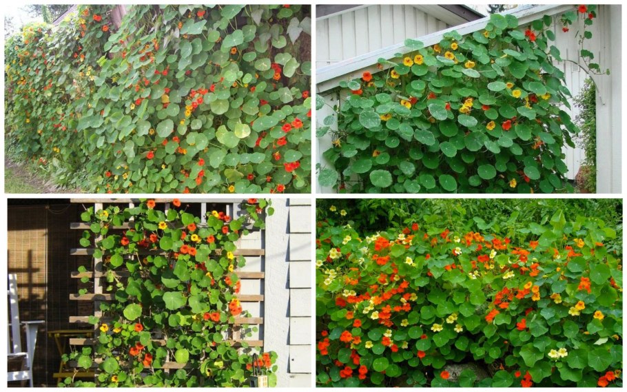 Живая изгородь дикий виноград