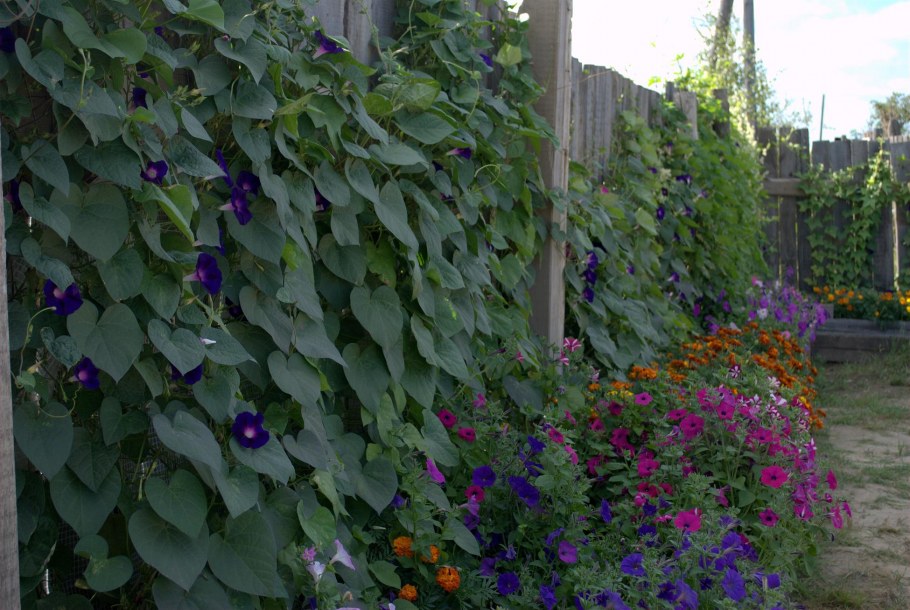 Ирга Живая изгородь