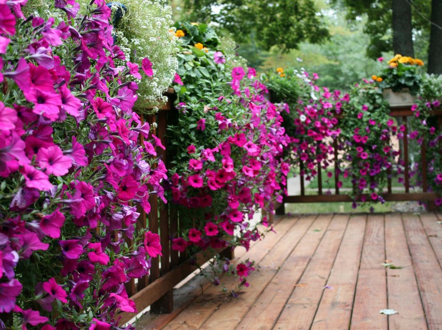 Плющ вечнозеленый уличный