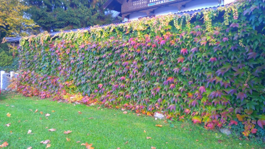 Вьюн девичий виноград