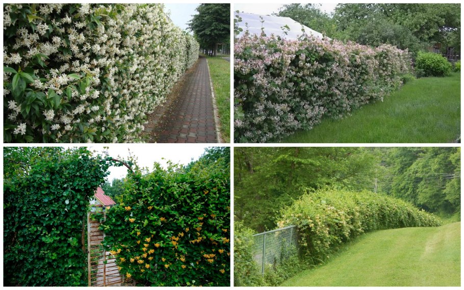 Голден Брабант изгородь