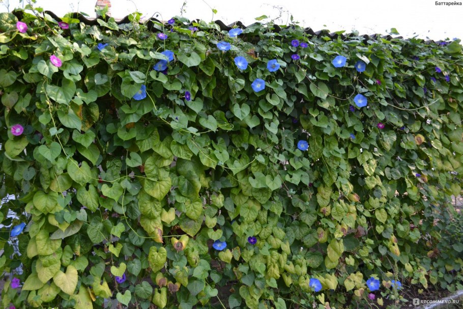 Плющ Хедера изгородь