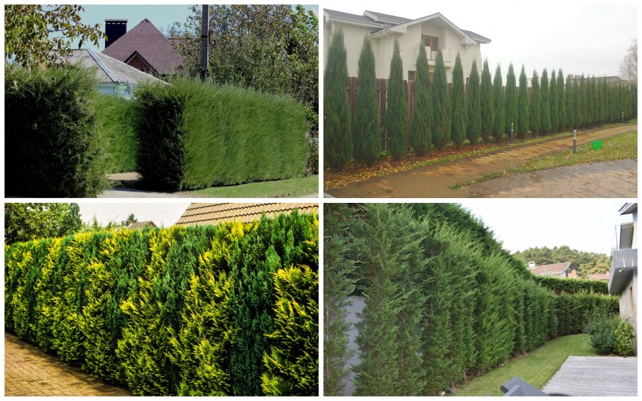 Живая изгородь (виноград + плющ) (Аэлита)