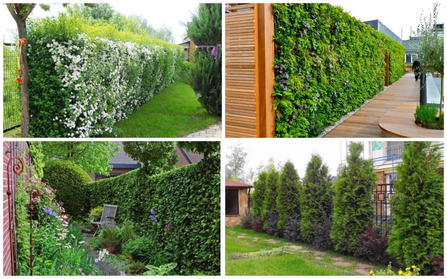 Плющ Хедера изгородь