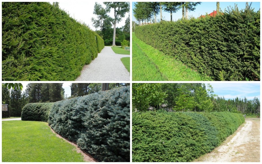 Туя Биота Живая изгородь