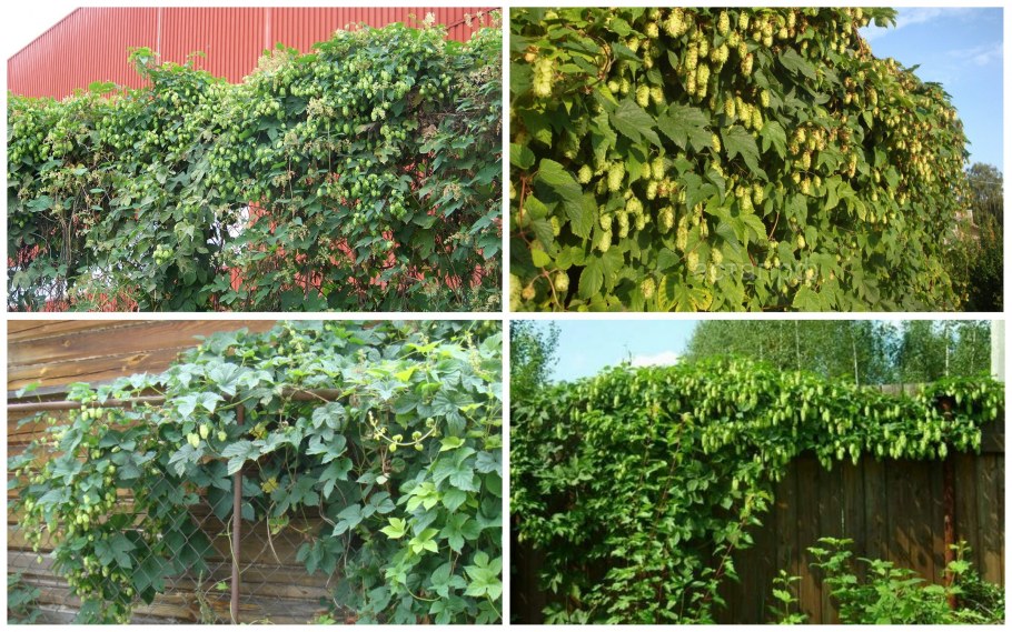 Купрессоципарис Лейланда помпон