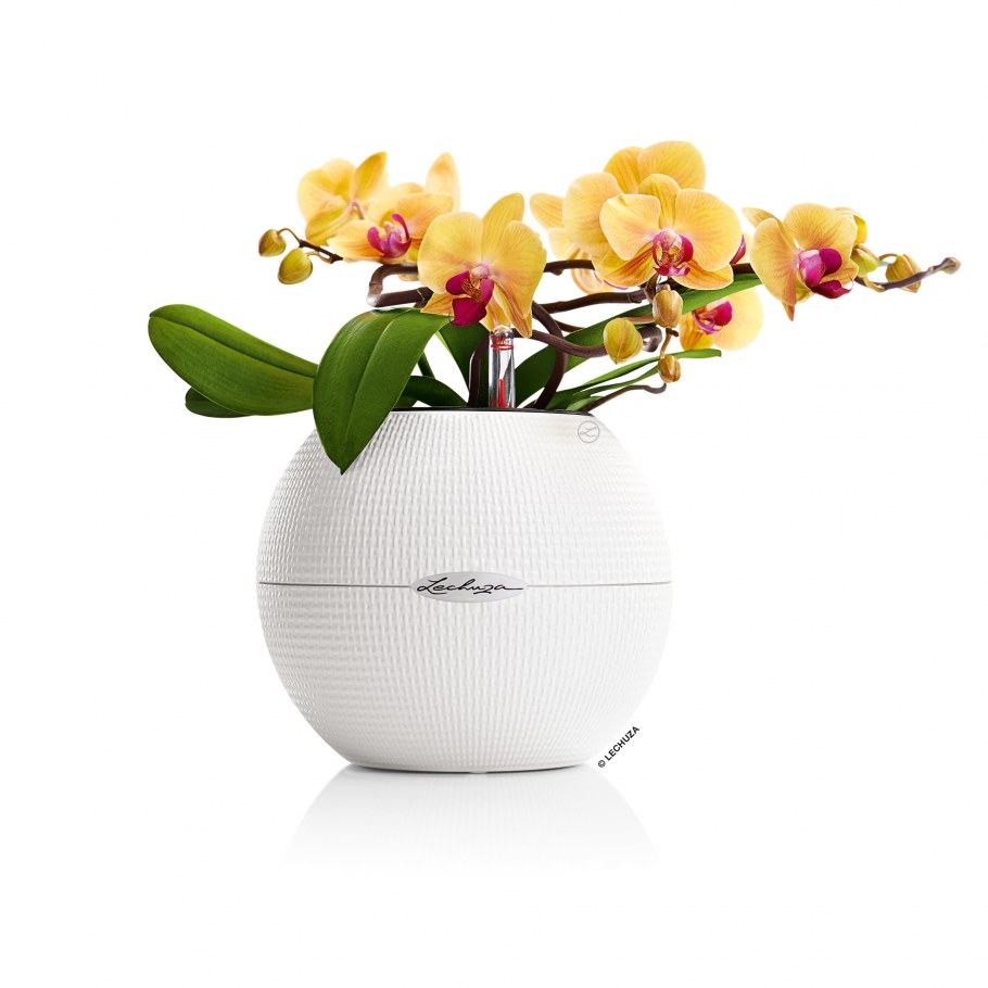 Лечуза для орхидей