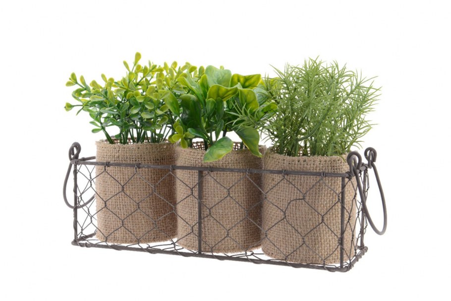 Аглаонема + Lechuza