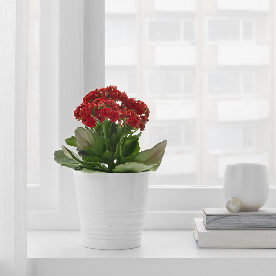 Каланхоэ каландива белая