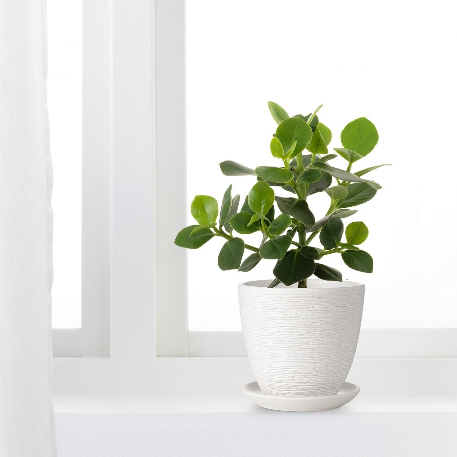 СКАКИГ горшок цветочный, белый, 10 см