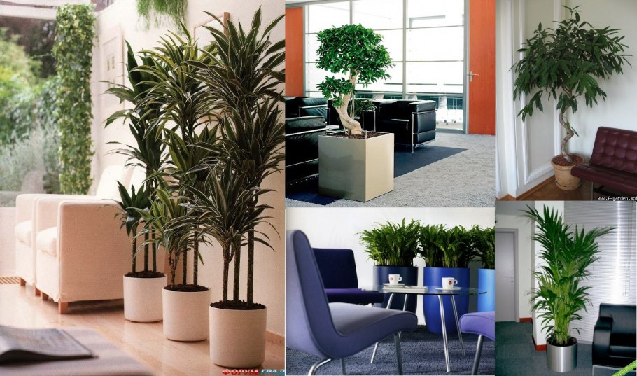 Отбор по интерьеру растений