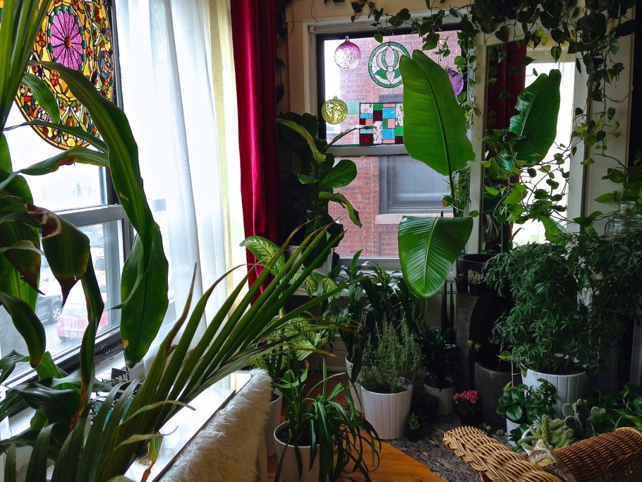 Гостиная с комнатными растениями