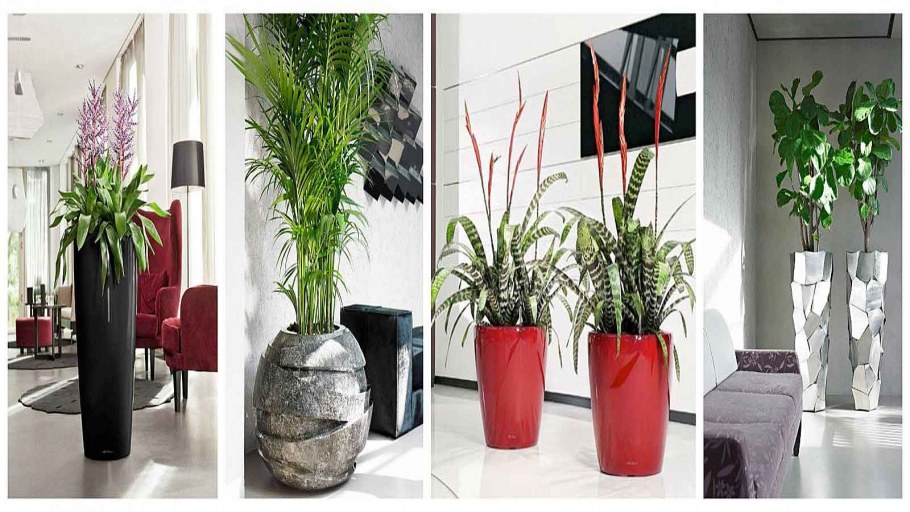 Комнатные растения в интерьере кухни